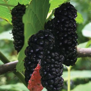 Trader Everbearing Mulberry Thumbnail